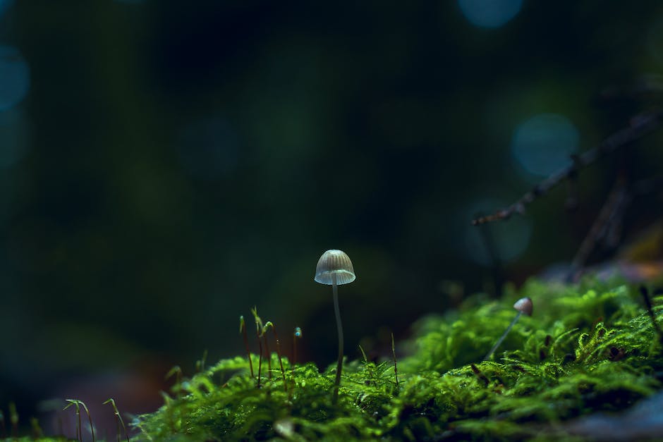 싸리버섯 요리법